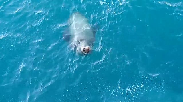 Морской котик в дикой природе смотреть онлайн