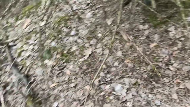 Третья пара рогов от одного оленя .Поиск рогов .рога оленя смотреть онлайн