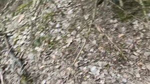 Третья пара рогов от одного оленя .Поиск рогов .рога оленя