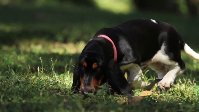 Pro Plan Cachorro 6 1 смотреть онлайн