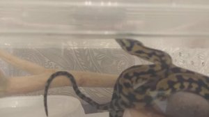 Ковровый питон чейни