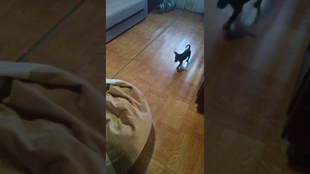 Ульяша