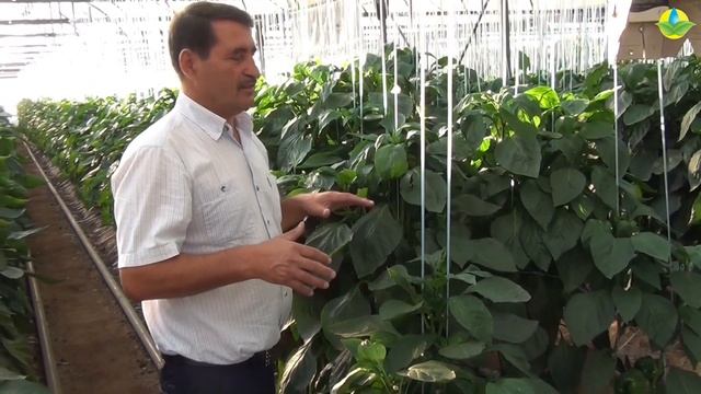 РАННЕСПЕЛЫЕ КУБОВИДНЫЕ КРАСНЫЕ ПЕРЦЫ ДЕНВЕР F1 и ПИКТОР F1 (06-08-2019) смотреть онлайн