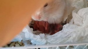 Процесс рождения сирийских хомяков