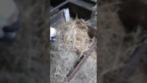 ячмённая солома для коров и быков плюсы и минусы