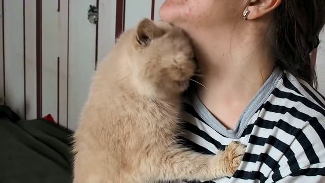 Кот Фэнки, экзот кремового цвета (0) смотреть онлайн