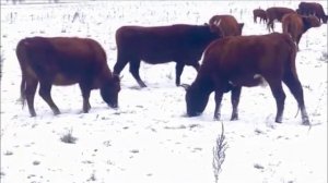 Калмыцкий скот пасется зимой на снегу