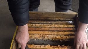 Почему семья опоносилась Зимовка пчел Понос у пчел