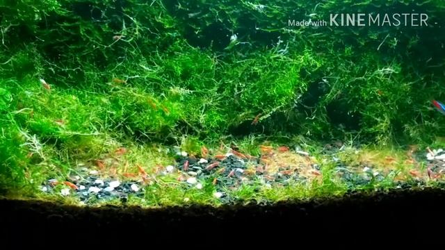 Ил на дне аквариума / Silt at the bottom of the aquarium смотреть онлайн
