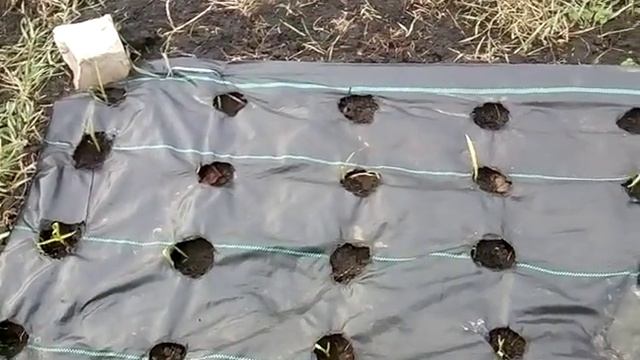 Чеснок пророс в зиму посадка под агроткань