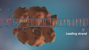Свойства живого. Часть 3. Видеоурок