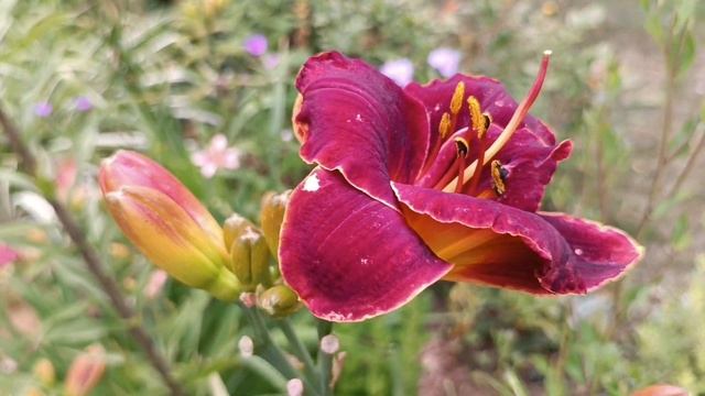 11.07.23. Лилейники - цветочки однодневки. смотреть онлайн