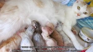 Может ли кошка родить одного котенка или не всех сразу