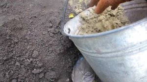Пересадка роз из черенков на постоянное место