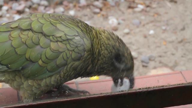 Попугай Кеа хочет играть. смотреть онлайн