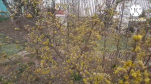 Кизил садовый.