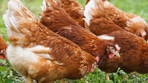 Разведение породы кур Браун Ник как бизнес идея | Птицеводство | Куры Браун Ник