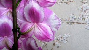Phalaenopsis "OX King × Fuller's Purple Queen"