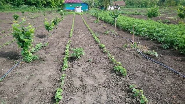 Медвежий орех. Первый удачный опыт. смотреть онлайн