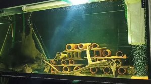 Снижение PH в аквариуме с номерными сомами