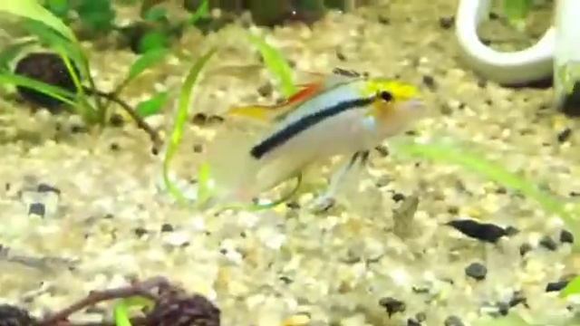 Апистограмма трёхполосая, научное наименование Apistogramma trifasciata.