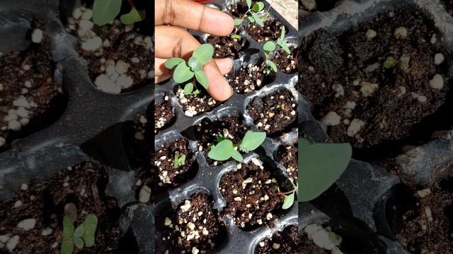 Baby Blue Eucalyptus Seedlings