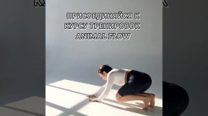 ANIMAL FLOW