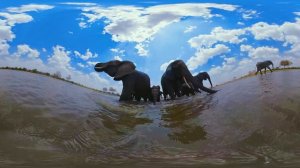 Best of Wild Animals in VR 2021 | Wildlife in 360 VR