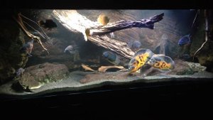 Astronotus ocellatus wild