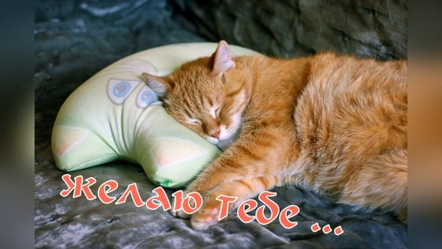спокойной ночи! ??good night! пожелание сладких снов от котиков! самых сладких снов!