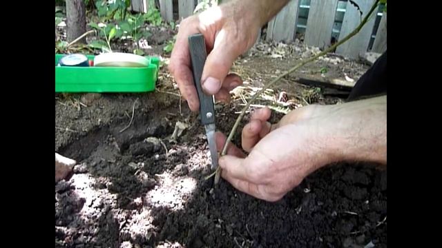 Летняя прививка почкой на корневую поросль дички груши. смотреть онлайн