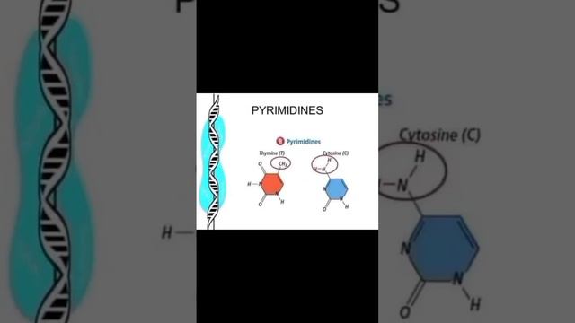 #shortsvideo  / About DNA ( Deoxyribonucleic acid)