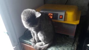 2 часть.Инкубация перепелов из магазинного яйца.