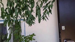 Мята растение.Как правильно сушить мяту . Вторая часть. Мята  лечебная. Сушить мяту дома.