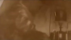 Белое безмолвие