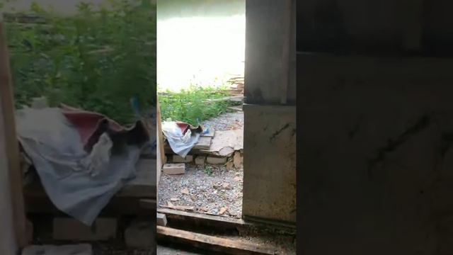 Сегодня день начался с щепареза 💪👍😎 Арболит ВН ☎ +79646906865 смотреть онлайн