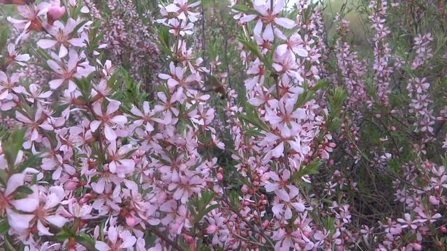 Бражник в Оренбургских степях смотреть онлайн