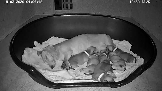 Я Такса 🔴 DAY 11/1 Прямая трансляция.Питомник Русский Ассортик представляет помет щенков такса смотреть онлайн