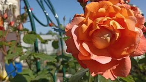 500.#Алатар убил всех вредителей на розах???
