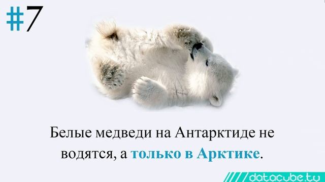 12 фактов об Антарктиде – интересная статистика и исследования