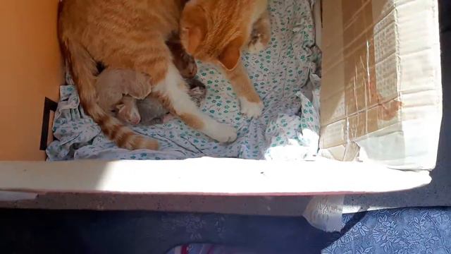 Ева ТВ новорожденные котята "Блинчик" и "Пряня"