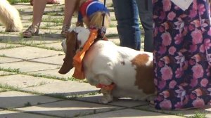 Басссет хаунд.Удивительная порода. Собаки. Basset hound.Wonderful breed. Dog.