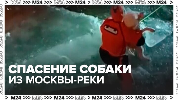 Сотрудник МЧС спас собаку из Москвы-реки - Москва 24