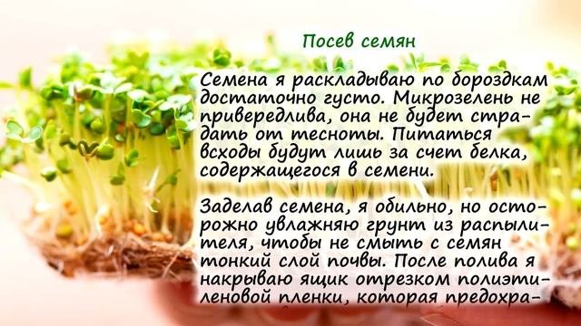 Растим Микрозелень – какие растения не подходят?