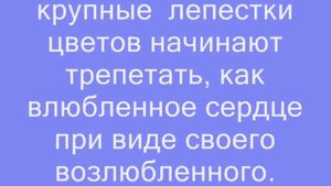 АНЕМОНЫ В ВАШЕМ САДУ