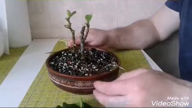 Обрезаем пеперомию.