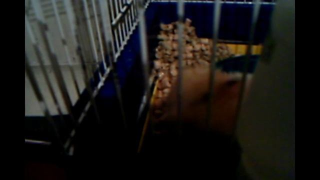 Хомяк кушает.Hamster eats .