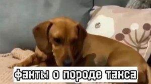 🐶факты о породе такса🐶