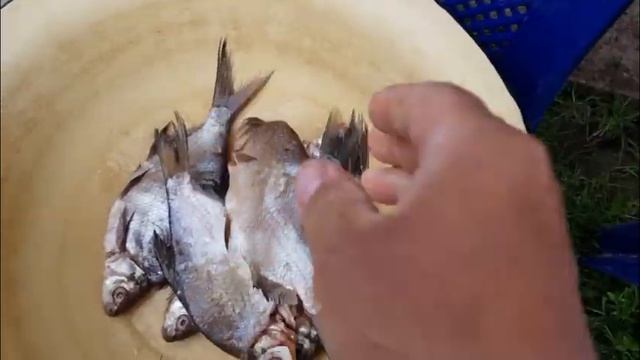 РЕЦЕПТ ВЯЛЕННОГО ЛЕЩА.  Как засолить Леща?( Засолка от Палыча)