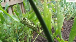 Бабочка ПОДАЛИРИЙ в нашем саду. БЕРЕГИТЕ  ПРИРОДУ!!!.